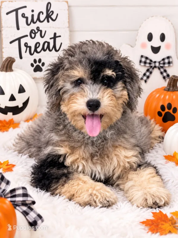 Merle Mini Bernadoodle – Miniature Bernedoodle puppy for sale in Port Charlotte, FL