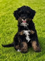 Dark Pink Collar Girl, a female Miniature Bernedoodle for sale in Port Charlotte, FL – 1 of 8
