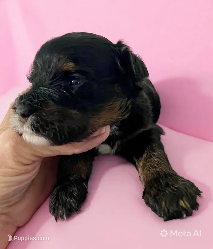 Dark Pink Collar – Miniature Bernedoodle puppy for sale in Port Charlotte, FL