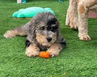 Merle Mini Bernadoodle, a female Miniature Bernedoodle for sale in Port Charlotte, FL – 4 of 8