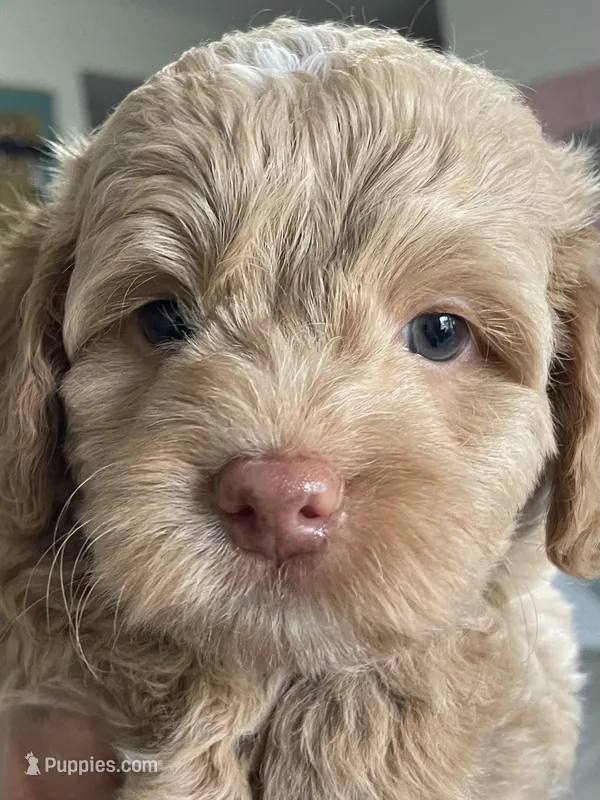 Green Collar – Miniature Bernedoodle puppy for sale in Port Charlotte, FL