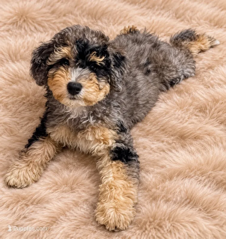 Pebbles – Poodle - Miniature , Miniature Bernedoodle puppy for sale in Port Charlotte, FL