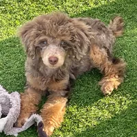 Merle Mini Bernadoodle, a female Miniature Bernedoodle for sale in Port Charlotte, FL – 8 of 8
