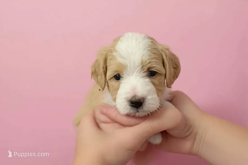 Orange Collar – Miniature Bernedoodle puppy for sale in Port Charlotte, FL