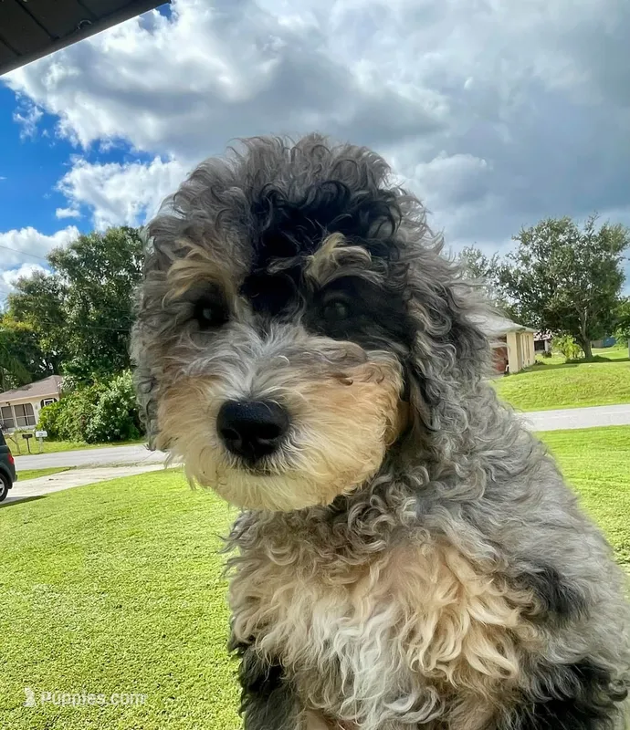 Lite Pink Collar Girl Pebbles – Poodle - Miniature  puppy for sale in Port Charlotte, FL
