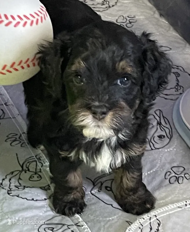 Dark Pink Collar – Miniature Bernedoodle puppy for sale in Port Charlotte, FL