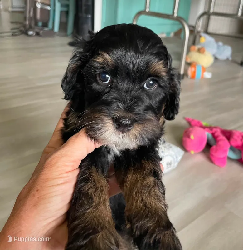 Dark Pink Collar – Miniature Bernedoodle puppy for sale in Port Charlotte, FL