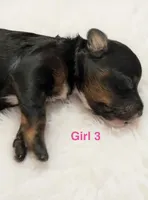 Dark Pink Collar, a female Miniature Bernedoodle for sale in Port Charlotte, FL – 3 of 8