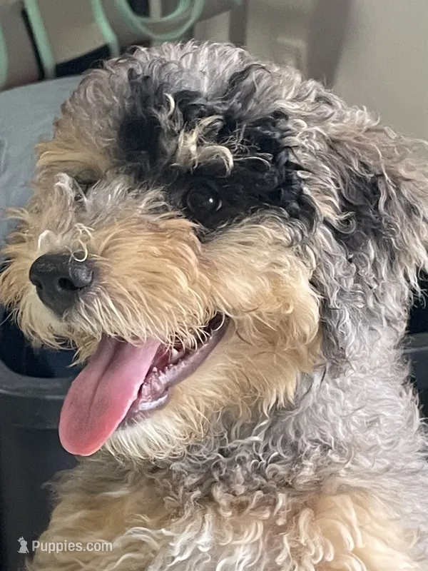Lite Pink Collar Girl Pebbles – Poodle - Miniature  puppy for sale in Port Charlotte, FL