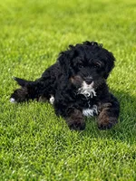 Dark Pink Collar Girl, a female Miniature Bernedoodle for sale in Port Charlotte, FL – 3 of 8
