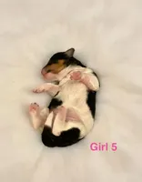 Yellow Collar, a female Miniature Bernedoodle for sale in Port Charlotte, FL – 4 of 7