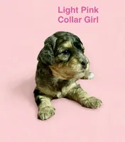 Lite Pink Collar, a female Miniature Bernedoodle for sale in Port Charlotte, FL – 2 of 8