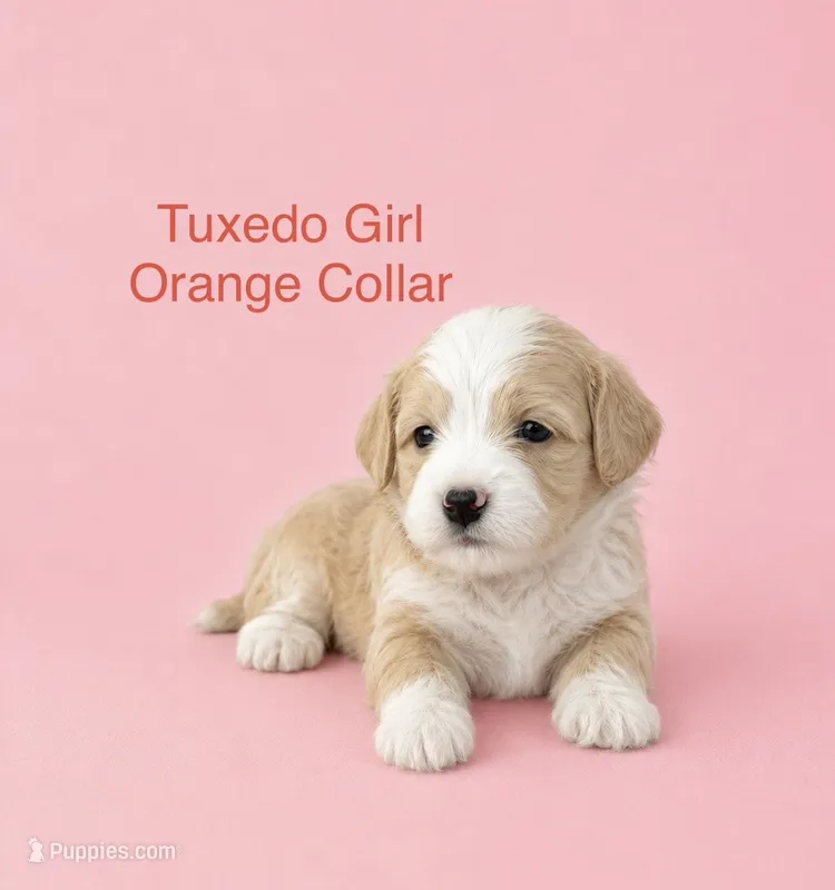 Orange Collar – Miniature Bernedoodle puppy for sale in Port Charlotte, FL