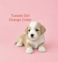 Orange Collar, a female Miniature Bernedoodle for sale in Port Charlotte, FL – 1 of 7