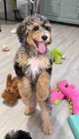 Lite pink collar, a female Poodle - Miniature  for sale in Port Charlotte, FL – 2 of 2