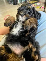 Zoey, a female Poodle - Miniature  and Miniature Bernedoodle for sale in Port Charlotte, FL – 4 of 5