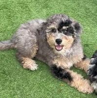Merle Mini Bernadoodle, a female Miniature Bernedoodle for sale in Port Charlotte, FL – 1 of 8