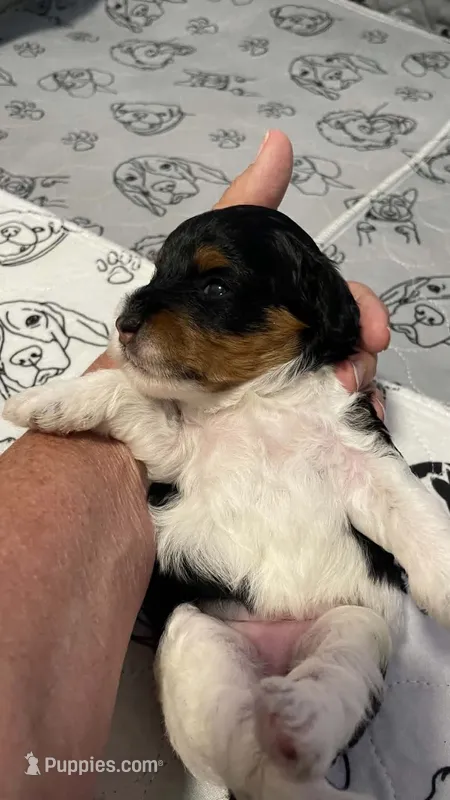 Yellow Collar – Miniature Bernedoodle puppy for sale in Port Charlotte, FL