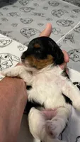 Yellow Collar, a female Miniature Bernedoodle for sale in Port Charlotte, FL – 1 of 7