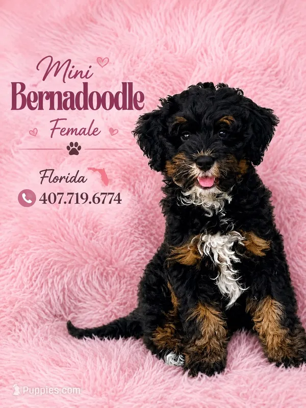 Zoey  – Poodle - Miniature , Miniature Bernedoodle puppy for sale in Port Charlotte, FL