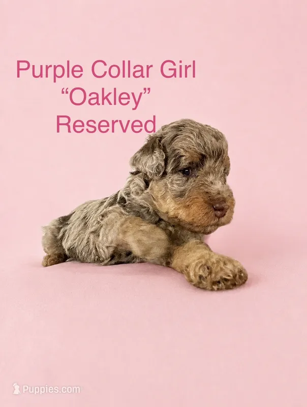 Purple Collar – Miniature Bernedoodle puppy on hold in Port Charlotte, FL