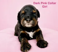 Dark Pink Collar, a female Miniature Bernedoodle for sale in Port Charlotte, FL – 8 of 8
