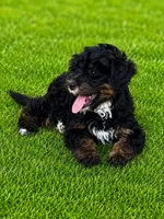 Dark Pink Collar Girl, a female Miniature Bernedoodle for sale in Port Charlotte, FL – 4 of 8