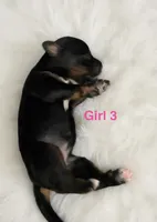 Dark Pink Collar, a female Miniature Bernedoodle for sale in Port Charlotte, FL – 4 of 8