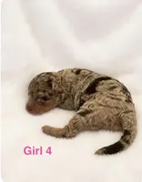 Purple Collar, a female Miniature Bernedoodle for sale in Port Charlotte, FL – 3 of 7
