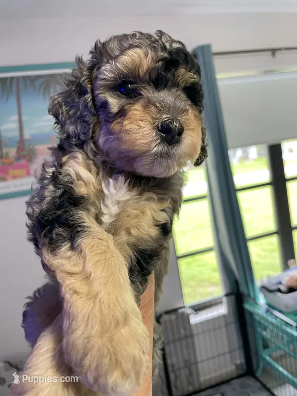 Lite Pink Collar MERLE – Miniature Bernedoodle puppy for sale in Port Charlotte, FL