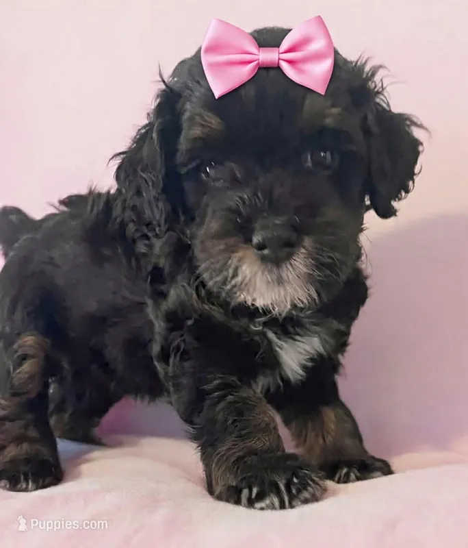 Dark Pink Collar – Miniature Bernedoodle puppy for sale in Port Charlotte, FL