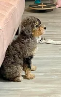 Lite Pink Collar Girl Pebbles, a female Poodle - Miniature  for sale in Port Charlotte, FL – 6 of 10