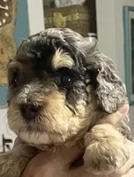 Lite Pink Collar MERLE, a female Miniature Bernedoodle for sale in Port Charlotte, FL – 2 of 10