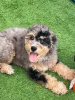 Merle Mini Bernadoodle, a female Miniature Bernedoodle for sale in Port Charlotte, FL – 3 of 8