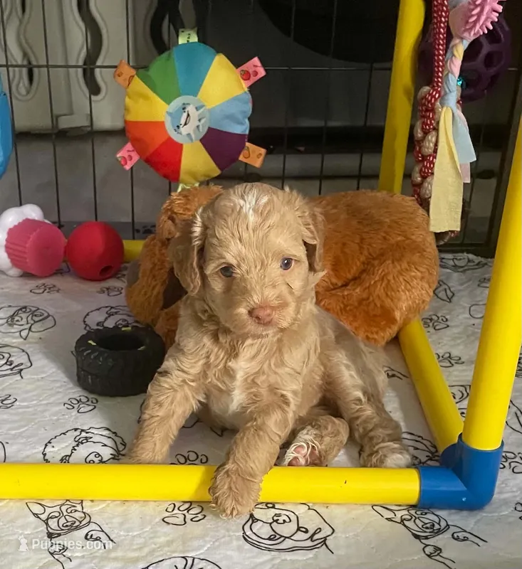 Green Collar – Miniature Bernedoodle puppy for sale in Port Charlotte, FL