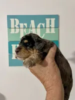 Lite Pink Collar, a female Miniature Bernedoodle for sale in Port Charlotte, FL – 3 of 8