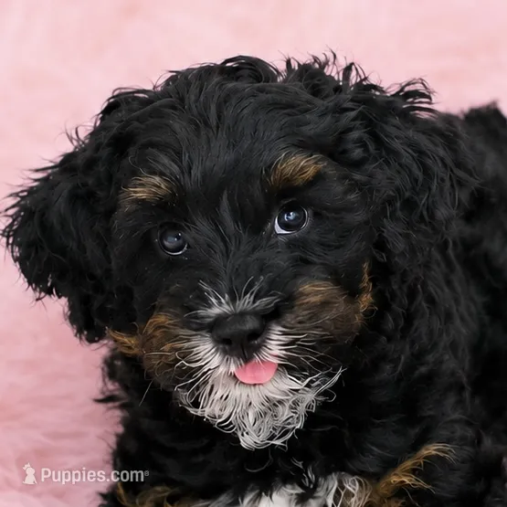 Zoey – Poodle - Miniature , Miniature Bernedoodle puppy for sale in Port Charlotte, FL