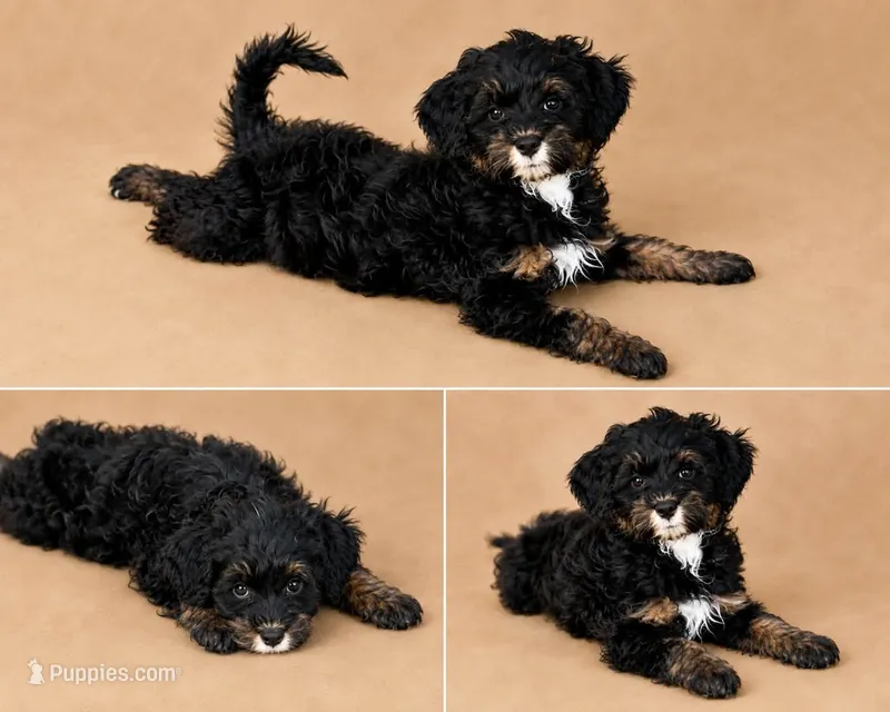 Zoey – Poodle - Miniature , Miniature Bernedoodle puppy for sale in Port Charlotte, FL