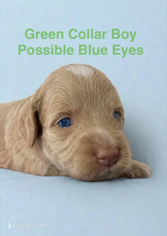 Green Collar – Miniature Bernedoodle puppy for sale in Port Charlotte, FL