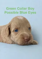 Green Collar, a male Miniature Bernedoodle for sale in Port Charlotte, FL – 1 of 6
