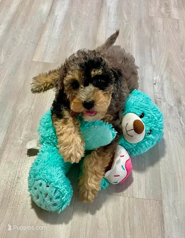 Pebbles – Poodle - Miniature , Miniature Bernedoodle puppy for sale in Port Charlotte, FL