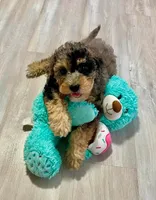 Pebbles, a female Poodle - Miniature  and Miniature Bernedoodle for sale in Port Charlotte, FL – 1 of 3