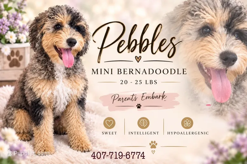 Lite Pink Collar Girl Pebbles – Poodle - Miniature  puppy for sale in Port Charlotte, FL