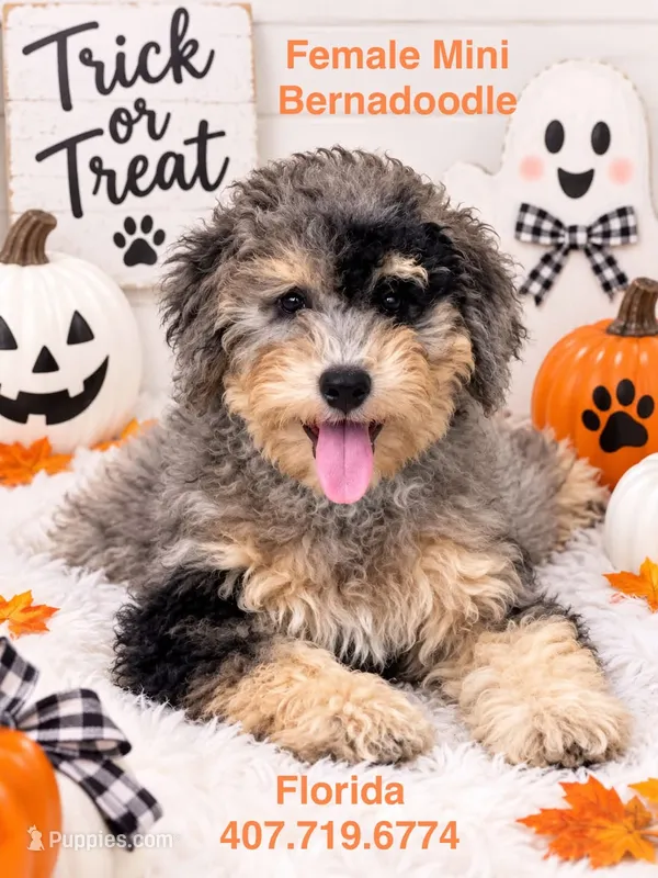Lite pink collar – Poodle - Miniature  puppy for sale in Port Charlotte, FL