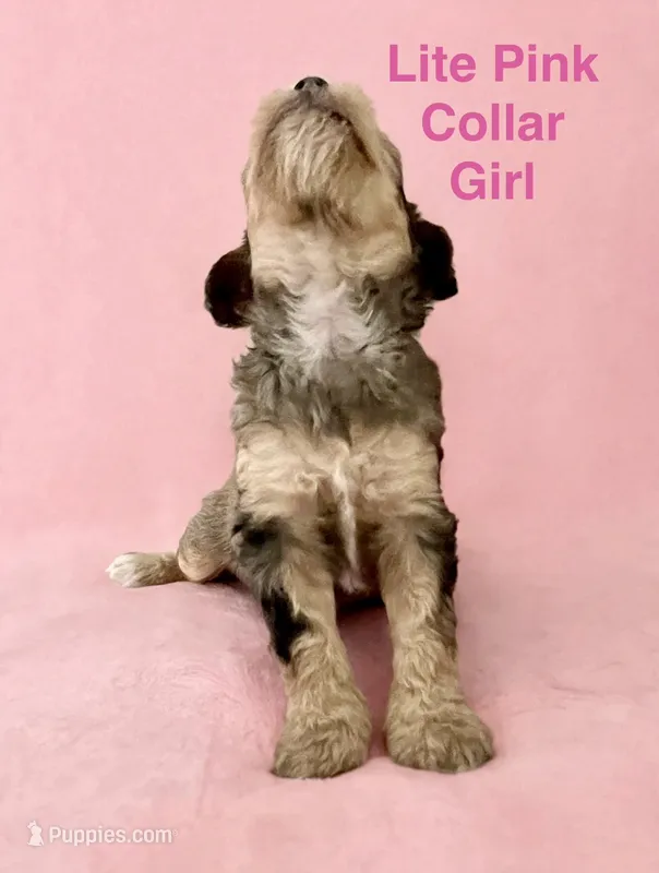 Lite Pink Collar – Miniature Bernedoodle puppy for sale in Port Charlotte, FL
