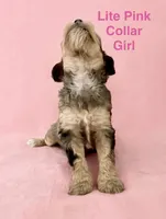 Lite Pink Collar, a female Miniature Bernedoodle for sale in Port Charlotte, FL – 1 of 8
