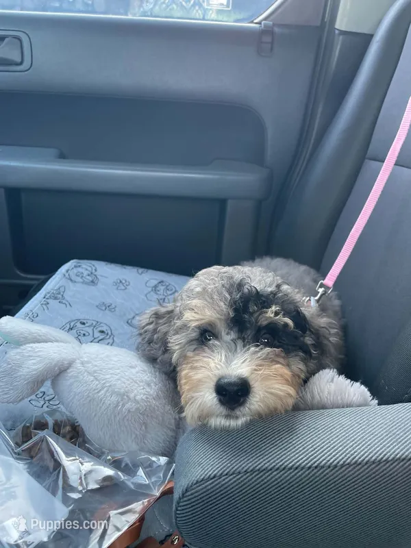 Lite Pink Collar Girl Pebbles – Poodle - Miniature  puppy for sale in Port Charlotte, FL