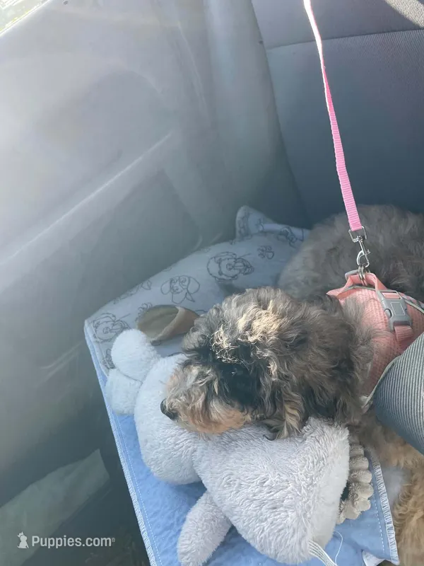 Pebbles – Poodle - Miniature , Miniature Bernedoodle puppy for sale in Port Charlotte, FL