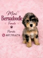 Merle Mini Bernadoodle, a female Miniature Bernedoodle for sale in Port Charlotte, FL – 5 of 8