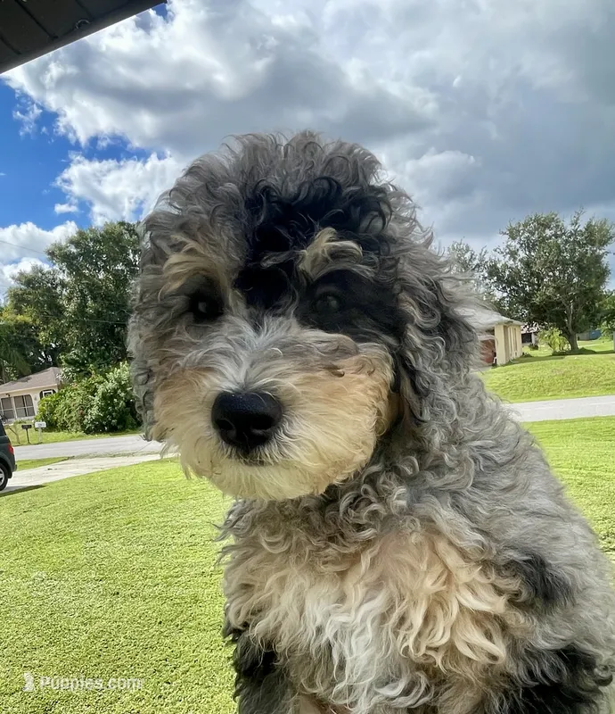 Merle Mini Bernadoodle – Miniature Bernedoodle puppy for sale in Port Charlotte, FL